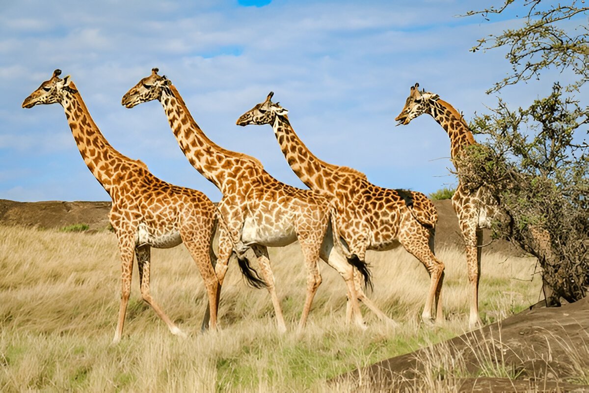 Serengeti national park